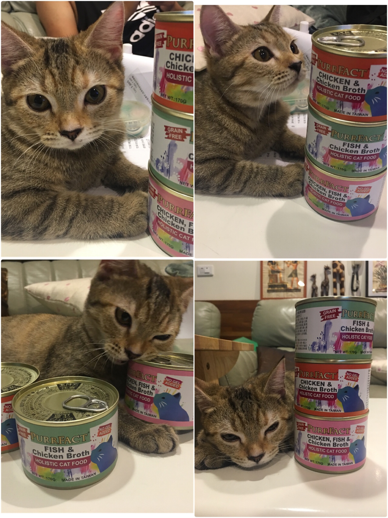 虎咪喵生罐罐初體驗~PURRFACT 波菲特貓用主食罐-低磷、無加膠、無穀 好健康
